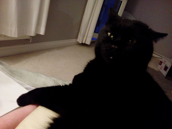 Aibu to just say one of my cats