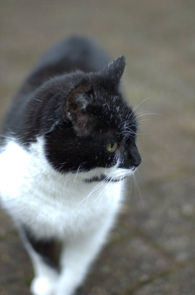 Aibu to just say one of my cats