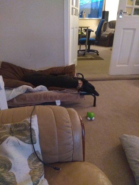 (Lighthearted) my greyhound hasn't got on sofa should I be worried?