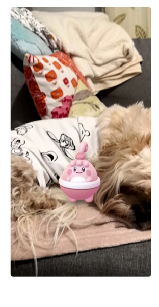 Pokemon Go #22: Papa's got a brand new Grumpig bag.