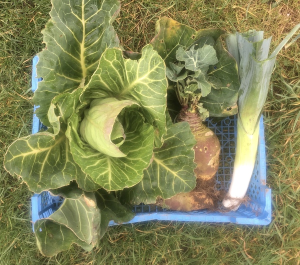 Allotment?Veg Patch Thread 13! Are we weathering the weather?