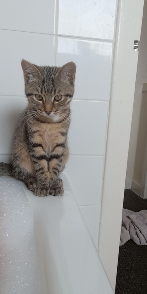 I think my cat is beautiful, show me yours 😁