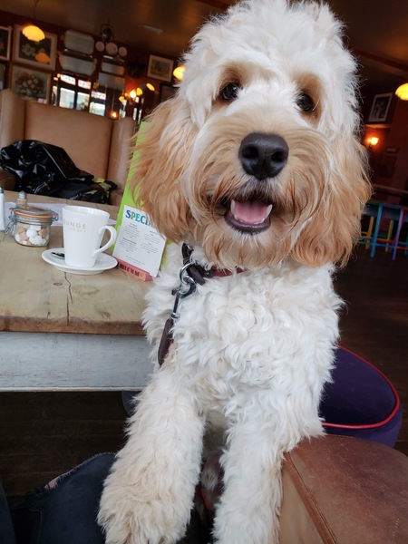 Who fancies a dog photo thread!