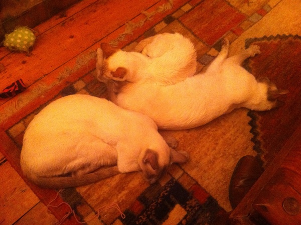 Westminstenders: Competitive Stupidity