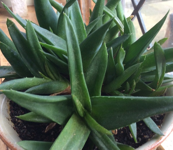 How can I perk up my aloe? (Pic included)
