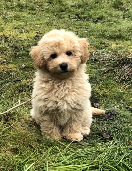 Share dog photos