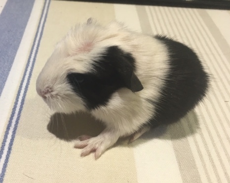 Anyone have a clue as to what breeds these GPs are?!