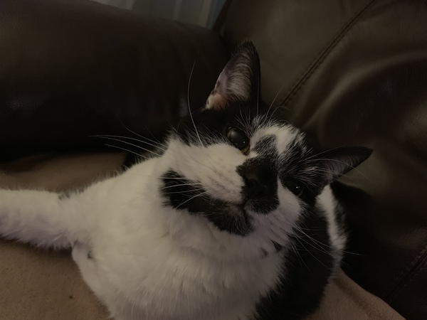 I think my cat is beautiful, show me yours 😁