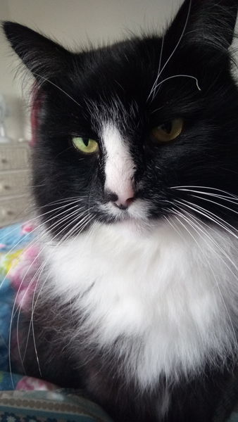 I think my cat is beautiful, show me yours 😁