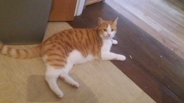 If I offer to stay with my cat for a ga will they think I’m mental? He is seriously big and feisty.