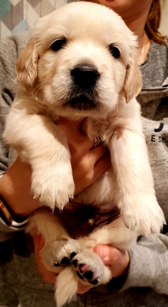 Puppy support