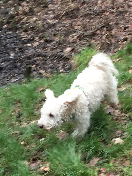 Share dog photos