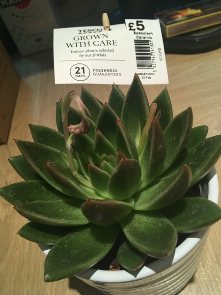 What is this handsome fellow (wxheveria) - calling @Nanthewiser?