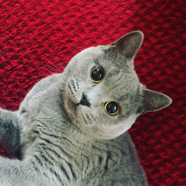 I think my cat is beautiful, show me yours 😁