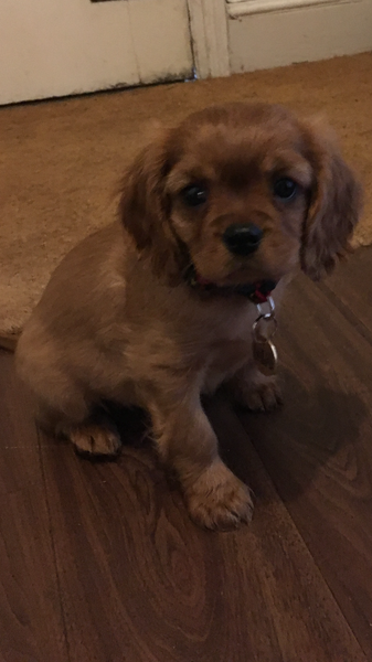 Can we share our puppy and dog pictures?