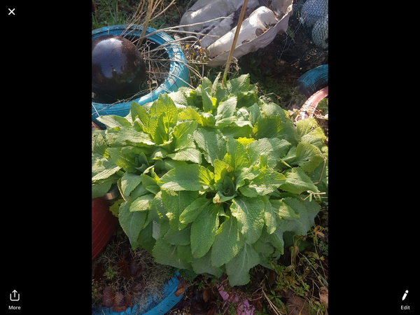 What is this? Weed or plant?