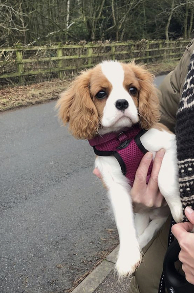 to not understand people that are afraid of dogs