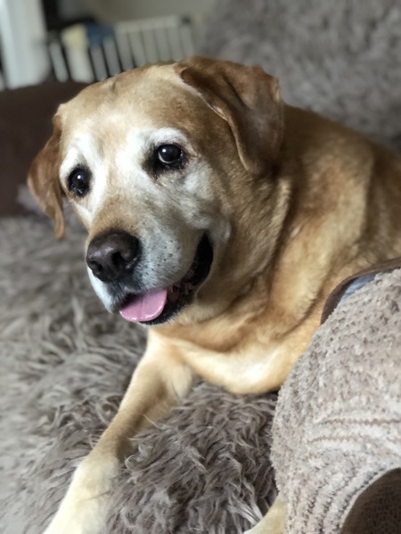AIBU to ask what’s the worst insult you’ve ever called your pet?