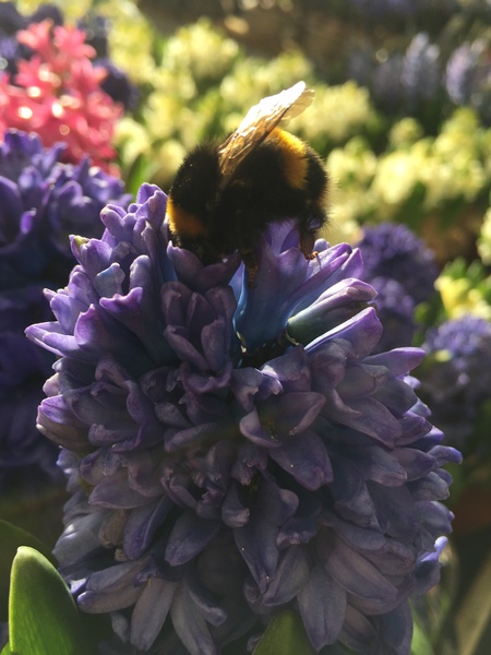 I need tips on things a mediocre gardener can do to help bees and insects