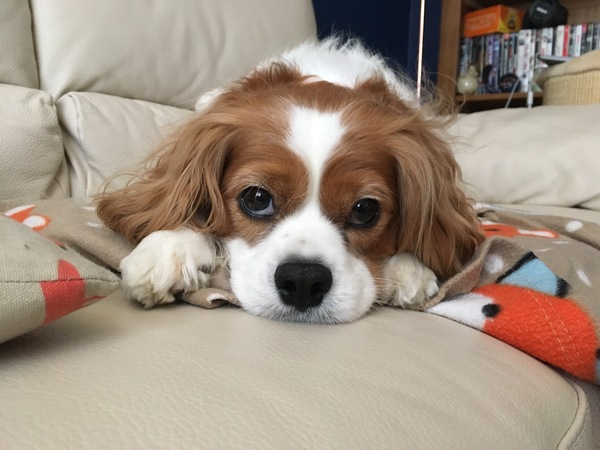 Share dog photos