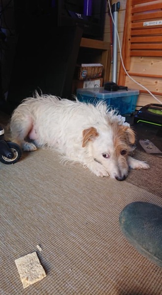 Show me your crossbreed puppy/dog please