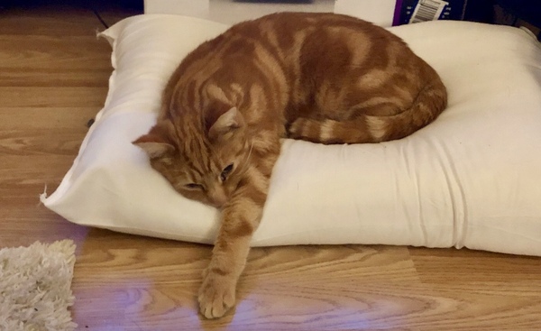 My poor little ginger cat [sad]