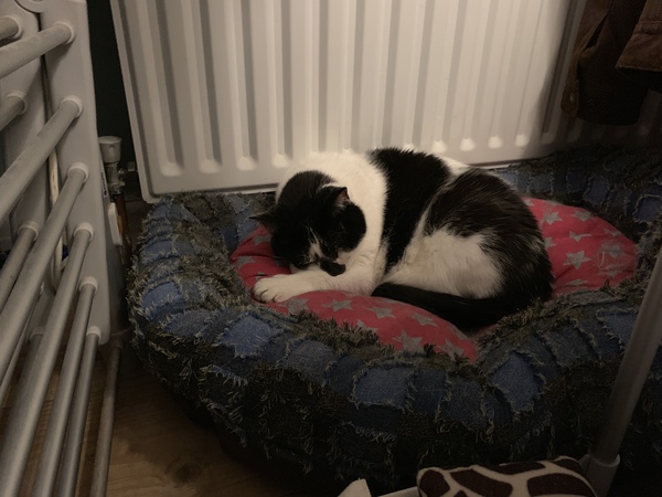 Best cat you've ever had?