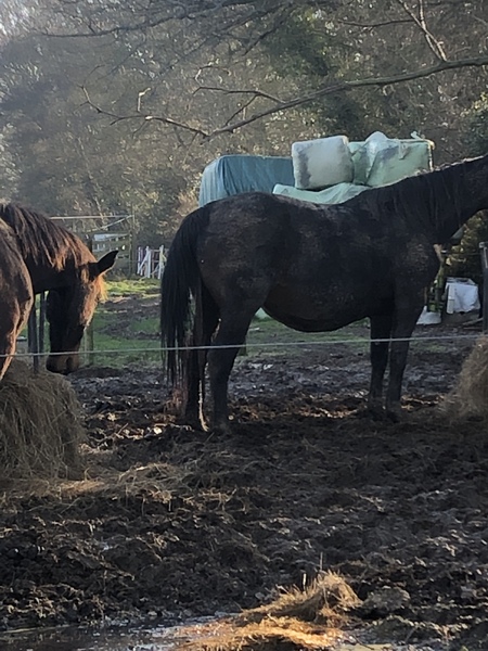 To ask if you should do anything if a horse is in labour?