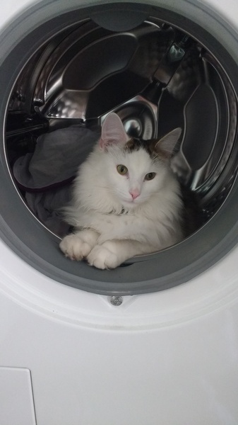 What's your DCat up to today? (Thread 7!)