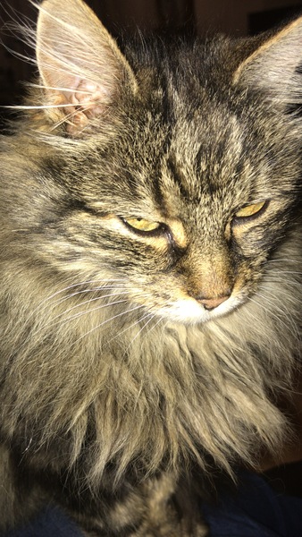 I think my cat is beautiful, show me yours 😁