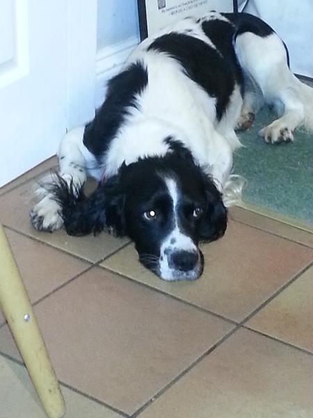 General Dog Chat 4