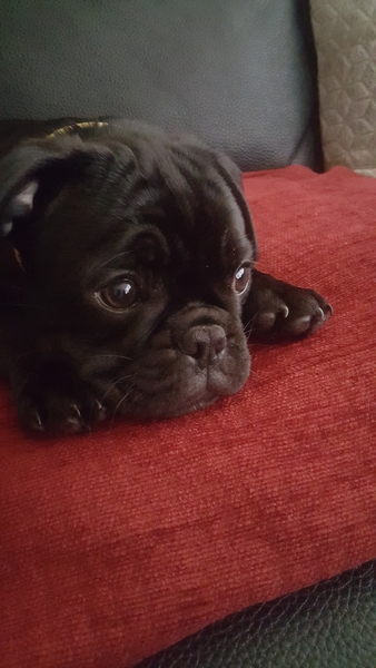 To ask you to help me name my puppy