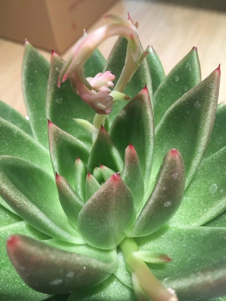 What is this handsome fellow (wxheveria) - calling @Nanthewiser?