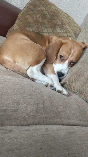 Aibu about dog?