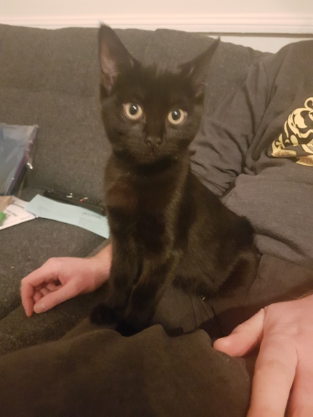My new little cat