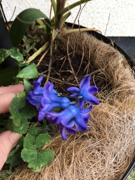What’s early in your garden