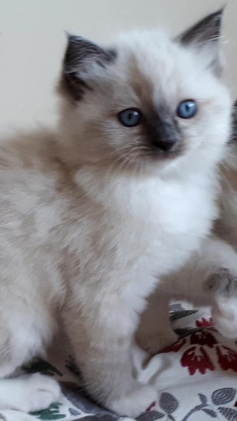 What's your Cats name?