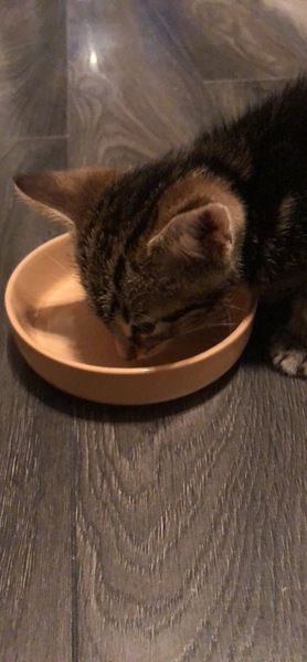 Kitten refusing to eat