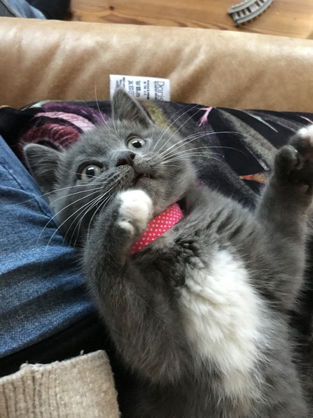 Removing thumb claw from Maine Coon, any experience?