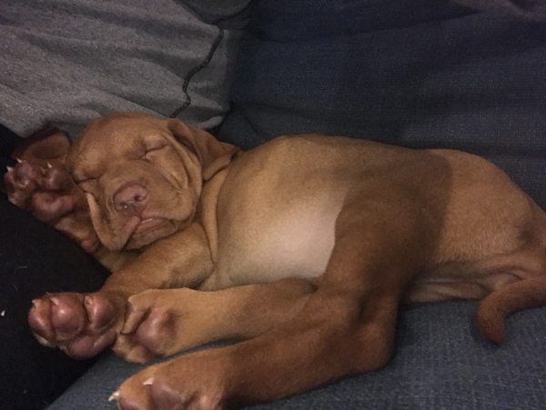 Puppy support