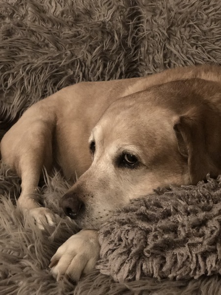 Old Labrador with laryngeal paralysis