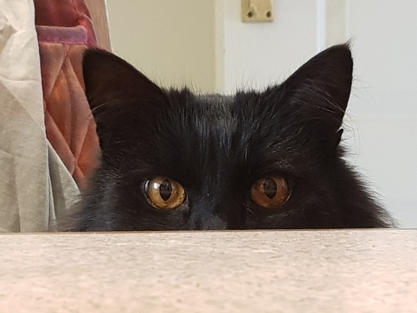 What's your DCat up to today? (Thread 7!)