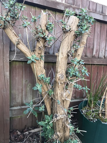 What is this and will it come back? (With pics)