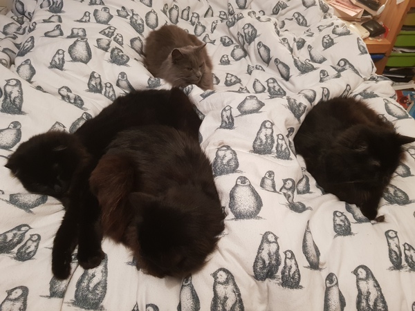 Do your cats have their own bedroom?