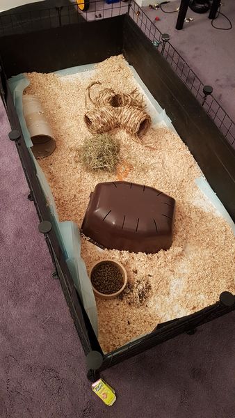 To get rid of our pet rabbits??