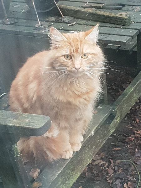 Re. Visiting cat?