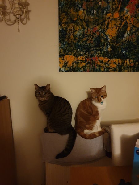 What's your DCat up to today? (Thread 7!)