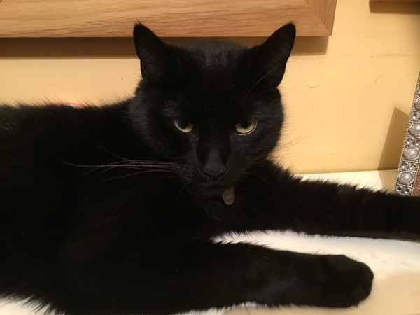 Re. Visiting cat?