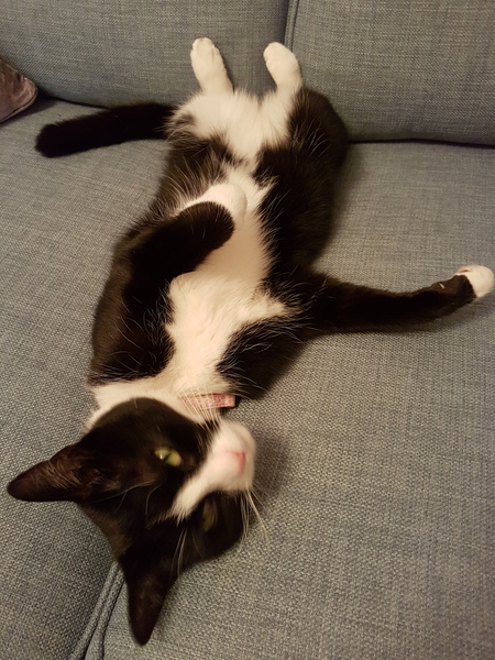 Best cat you've ever had?