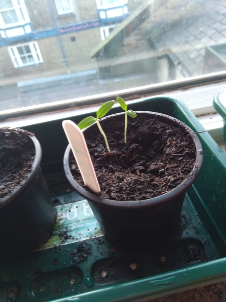 29th March "Grow your own" newcomers welcome here